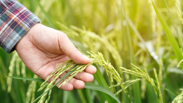 10 Practical Steps for Starting a Company in Rural Part of India: